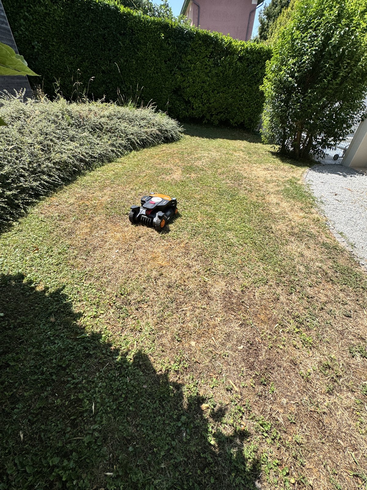 Robot tondeuse orange et noir tondant une pelouse partiellement sèche dans un jardin ensoleillé.